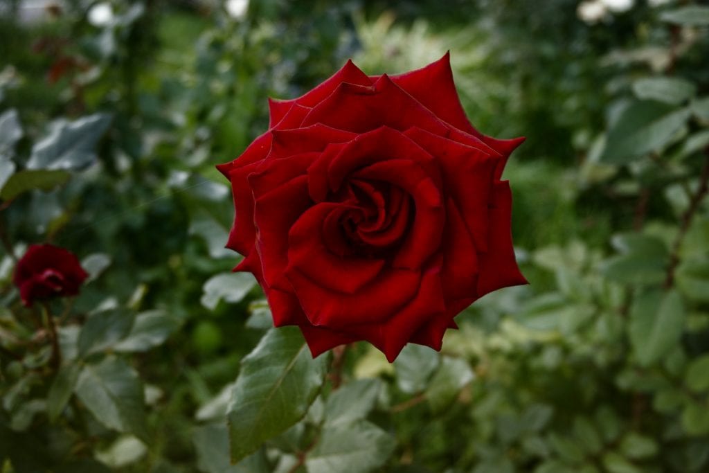Albuquerque Landscaping with Roses - R and S Landscaping Albuquerque NM 01a 505-271-8419