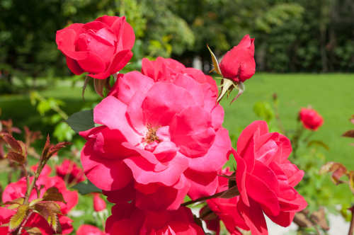 Albuquerque Landscaping With Roses R S Landscaping