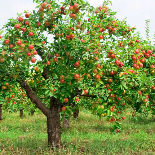 How to Buy a Fruit Tree for Your Albuquerque Area Home - Part One R and S Landscaping Albuquerque NM 505-271-8419