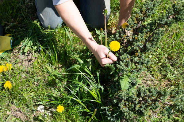 albuquerque weed solutions 01 A- R & S Landscaping Inc 505-275-8491