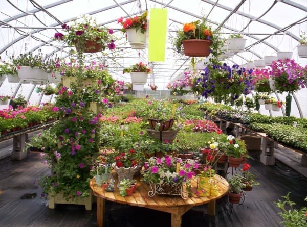 Buying Tips For Shopping For Plants at Your Albuquerque Plant Nursery ...