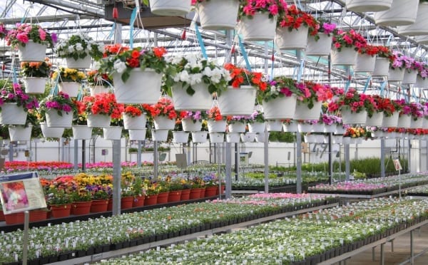 Buying Tips For Shopping For Plants at Your Albuquerque Plant Nursery by R & S Landscaping 505-271-8419