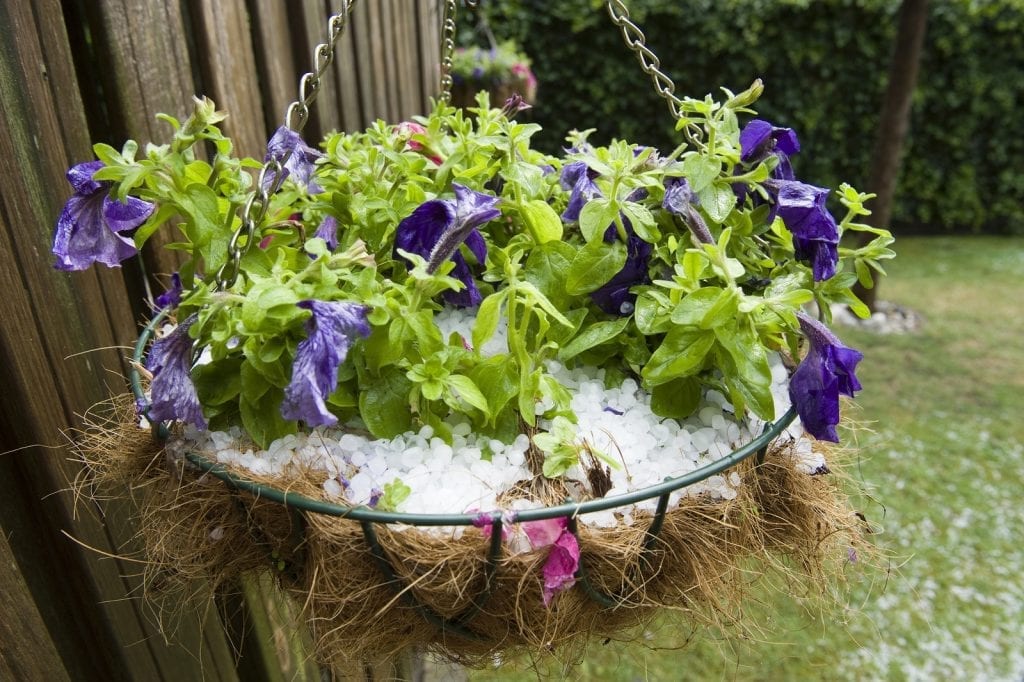 Plan and Be Ready - Protecting Your Plants From the Damage Caused by Hailstorms - Part Two
