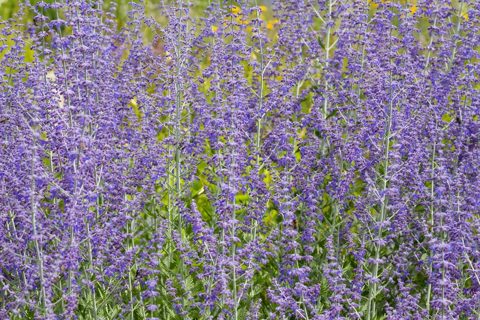 Top Plants For Albuquerque Xeriscaping R & S Landscaping