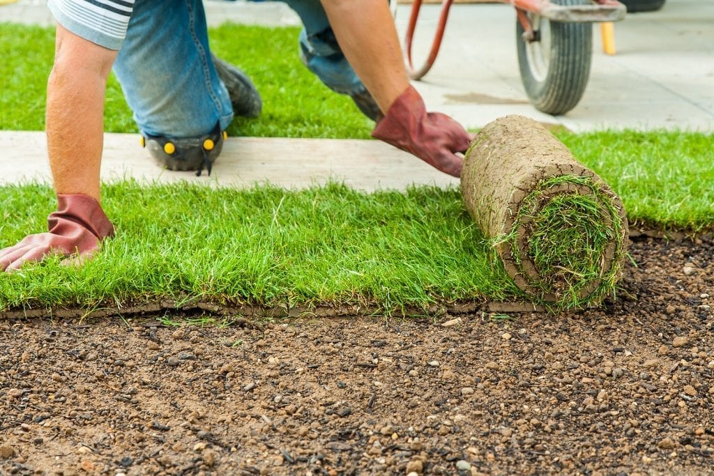 Albuquerque Sod Lawn—How to Install it So it is Successful by R & S Landscaping 505-271-8419
