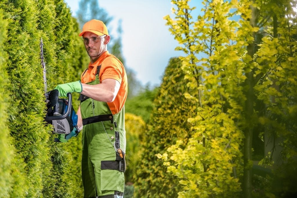 Hedge Trimming Bush Trimming and Shrub Trimming Albuquerque NM R & S Landscaping 505-271-8419 a