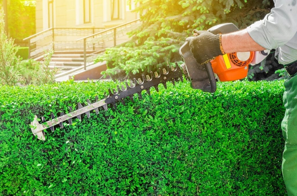 Hedge Trimming Bush Trimming and Shrub Trimming Albuquerque NM R & S Landscaping 505-271-8419 a