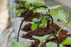 Albuquerque Drip Irrigation Tips by R & S Landscaping