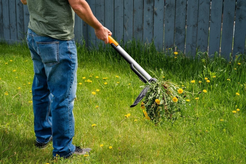 Albuquerque Weed Control Strategies to Win the Weed Wars - Part Two by R & S Landscaping 505-271-8419