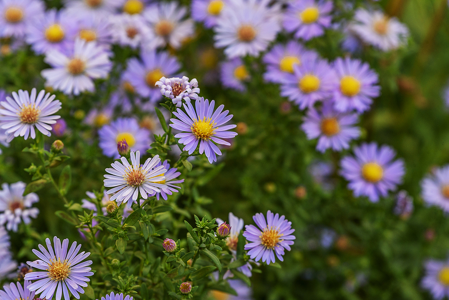 Six Great Annuals You Need to Plant in Your Albuquerque Yard R & S