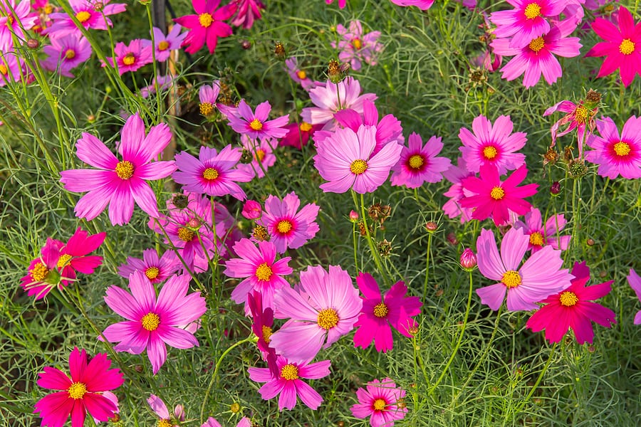 Six Great Annuals You Need to Plant in Your Albuquerque Yard | R & S ...