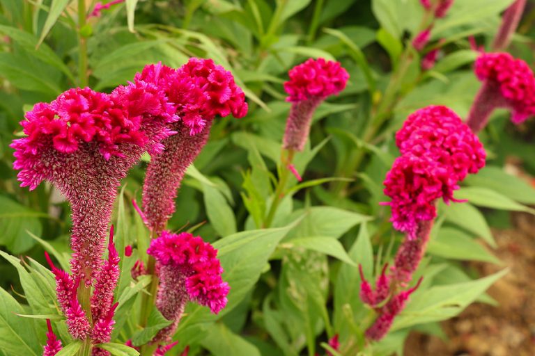 Six Great Annuals You Need to Plant in Your Albuquerque Yard R & S