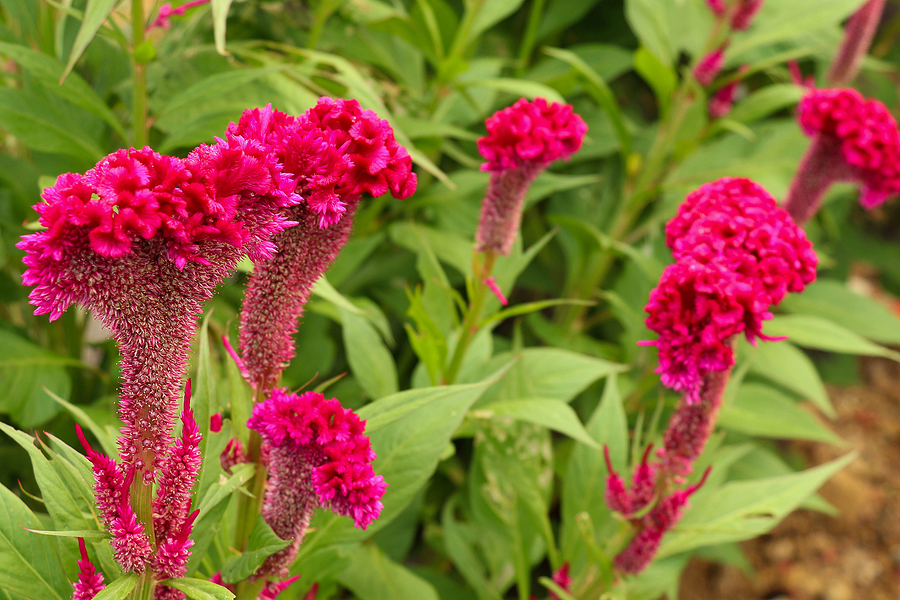 Six Great Annuals You Need to Plant in Your Albuquerque