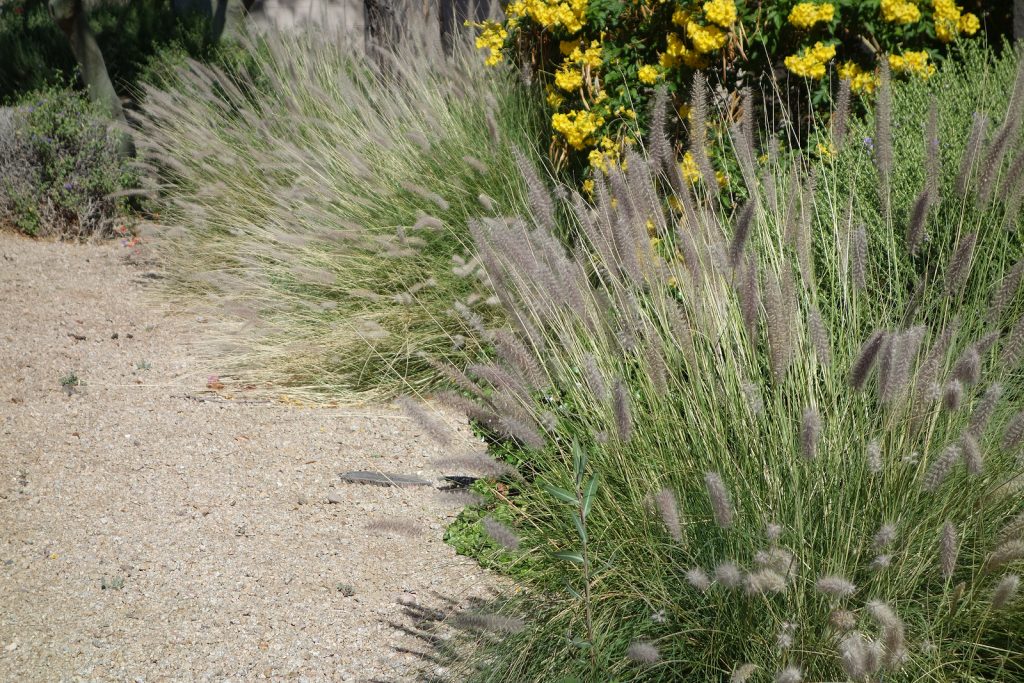 The Neophyte’s Steps to Xeriscape in Albuquerque by R & S Landscaping 505-271-8419