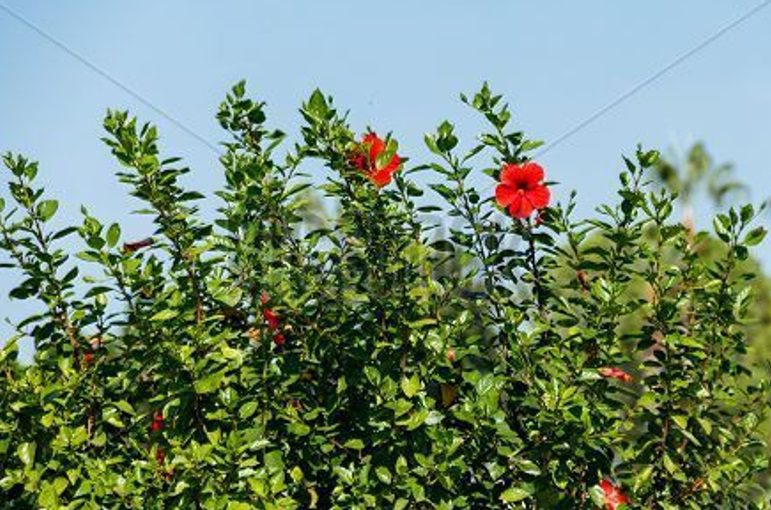 Albuquerque Landscaping with Perennial Shrubs by R & S Landscaping