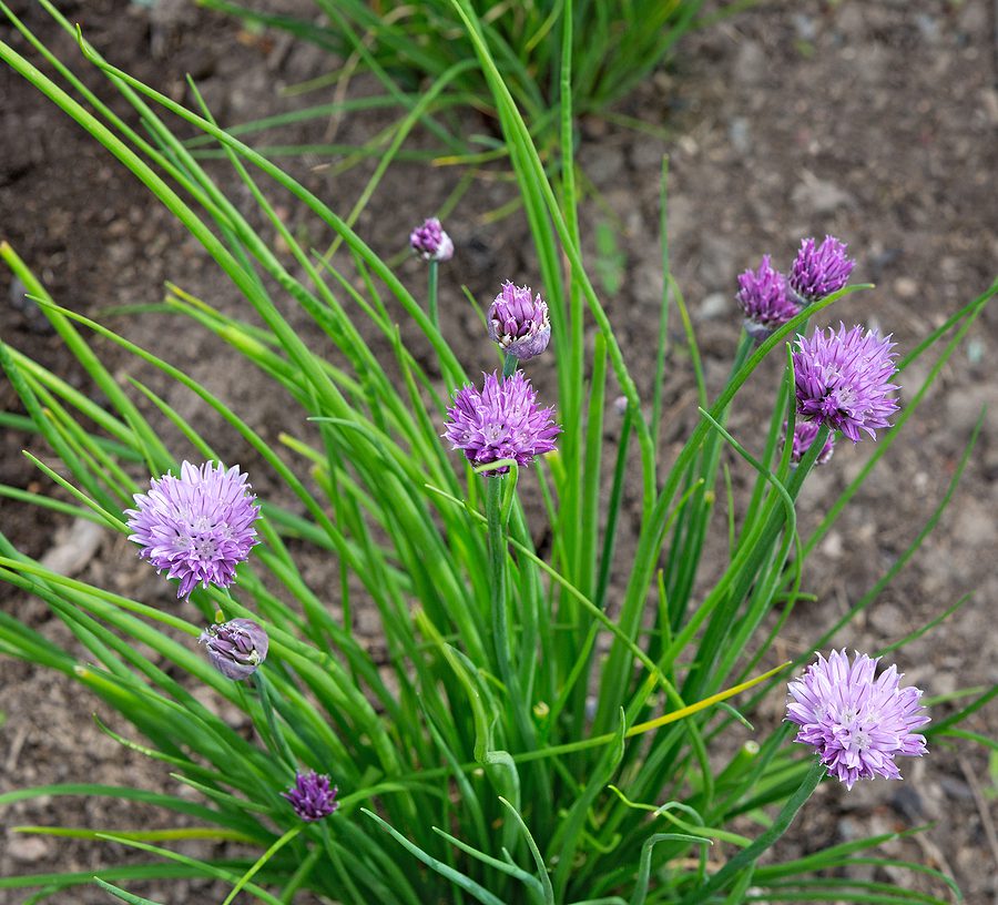 R & S Landscaping's Top Picks for Albuquerque Garden Perennials Herbs by R & S Landscaping  a