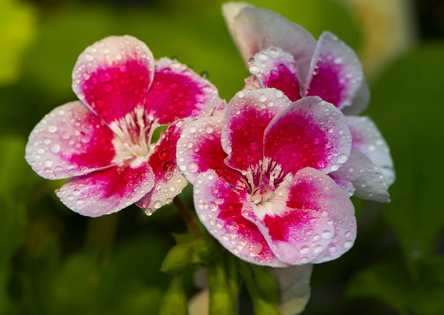 Albuquerque Landscaping with Geraniums by R & S Landscaping Inc