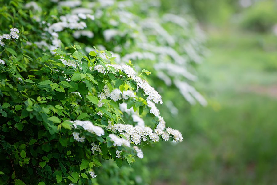 Albuquerque Landscaping with Perennial Shrubs