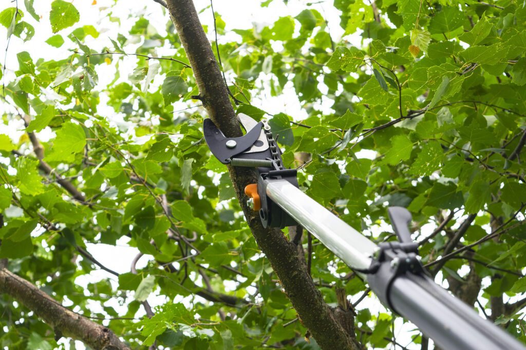 Why Albuquerque Tree & Shrub Pruning Needs to be Done Annually by R & S Landscaping 505-271-84119