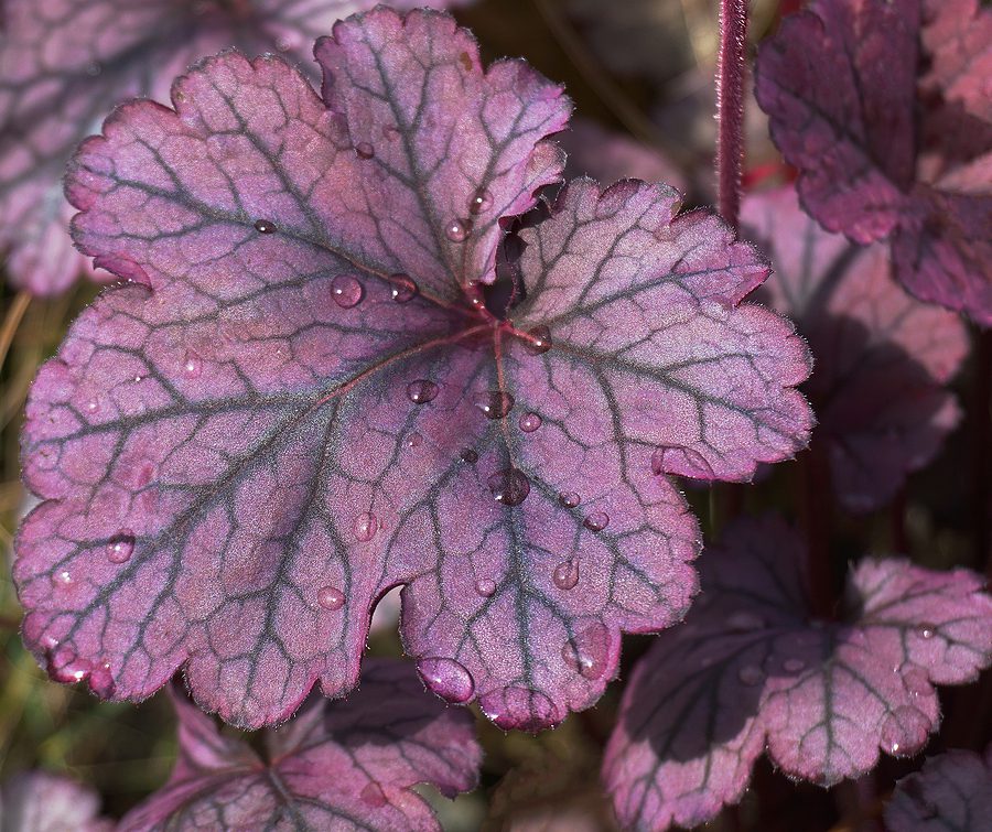Coral Bells - R&S Landscaping505-271-8419