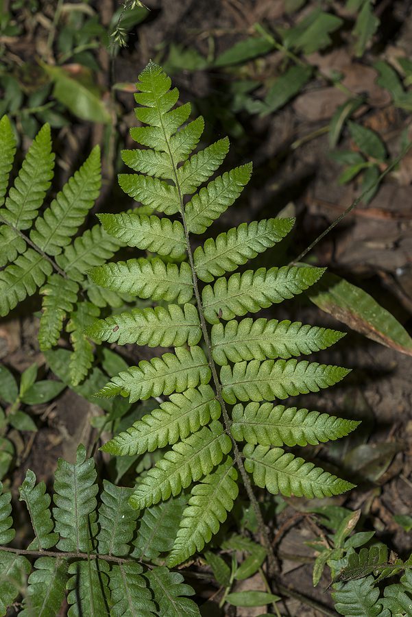 Dryopteris erythrosora Autumn Fern - R&S Landscaping