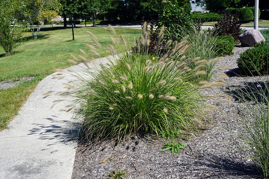Dwarf Fountain Grass for Garden Bordering  by R & S Landscaping 505-271-8419