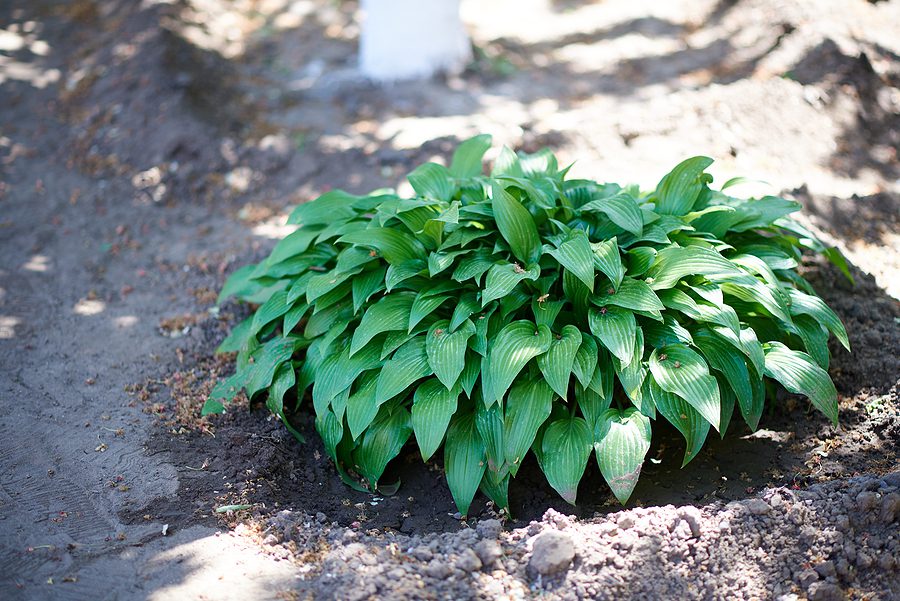 Hosta - Garden Border Plant Suggested by R & S Landscaping