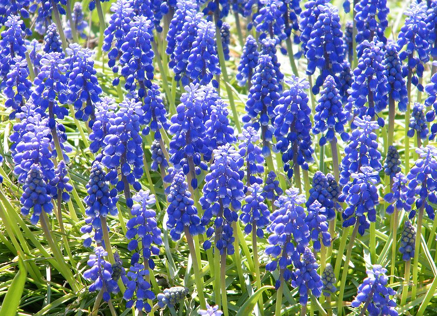 Liriope Muscari Monkey Grass for Garden Borders- R & S Landscaping