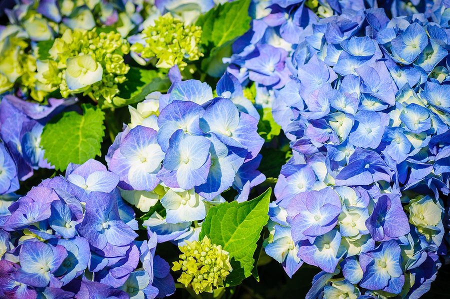 Mop Head Hydrangea - R & S Landscaping 505-271-8419