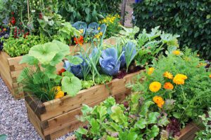 Plant Flowers In Your Albuquerque Vegetable Garden - Here's Why by R & S Landscaping 505-271-8419