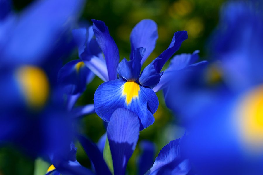 Albuquerque Landscaping with Iris Flowers for a Garden Plethora with Color by R & S Landscaping 505-271-8419