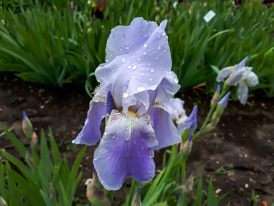 How to Start and Grow a Successful Albuquerque Iris Garden by R & S Landscaping 505-271-8419