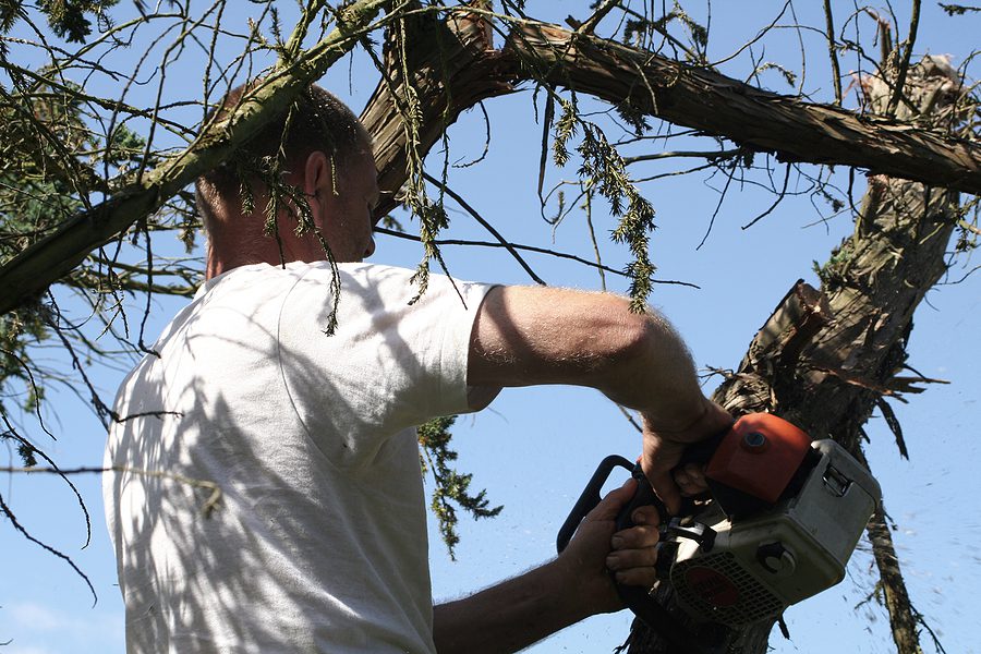 Albuquerque Tree Triming - Why It Needs to Be Done Regularly for Tree Health by R & S Landscaping 505-271-8419