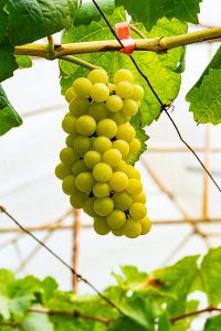 Albuquerque Landscaping with Grapevines - It's a New Mexico Classic by R & S Landscaping 505-271-8419