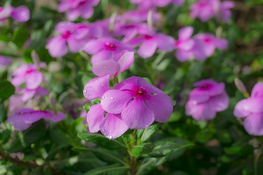 Albuquerque Landscaping with Low Maintenance Ground Cover Plants - Here's How by R & S Landscaping 505-271-8419