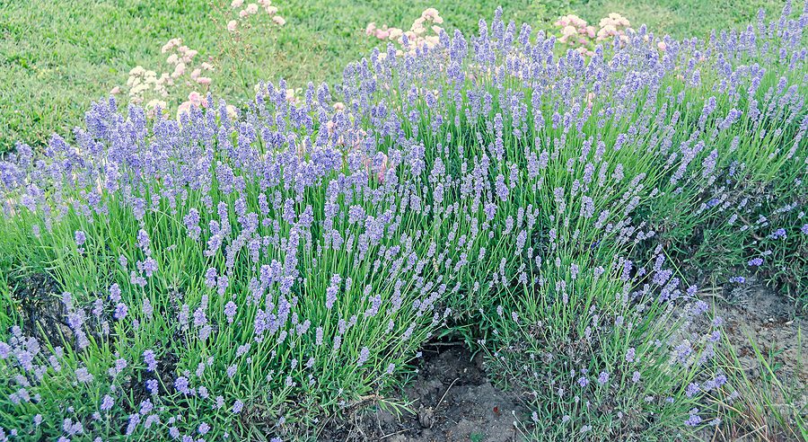 Albuquerque Landscaping with Flowering Shrub Plants Bluebeard