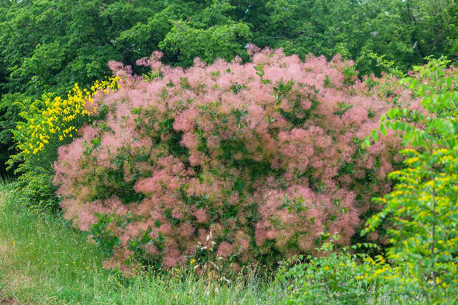 Albuquerque Landscaping with Flowering Shrub Plants by R & S Landscaping