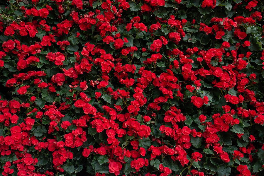 Albuquerque Landscaping with Shade Flowers Using Stunning Vibrant Colored Flowers by R & S Landscaping