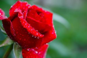 Albuquerque Landscaping Rose Gardening Success Strategies to Live By - R&S Landscaping Albuquerque NM
