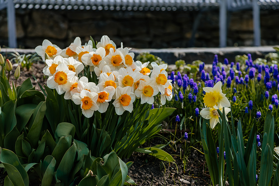 Albuquerque Gardening with Daffodils - A Smart Move You Should Make for a Stunning Garden in Spring 2023 by R and S Landscaping