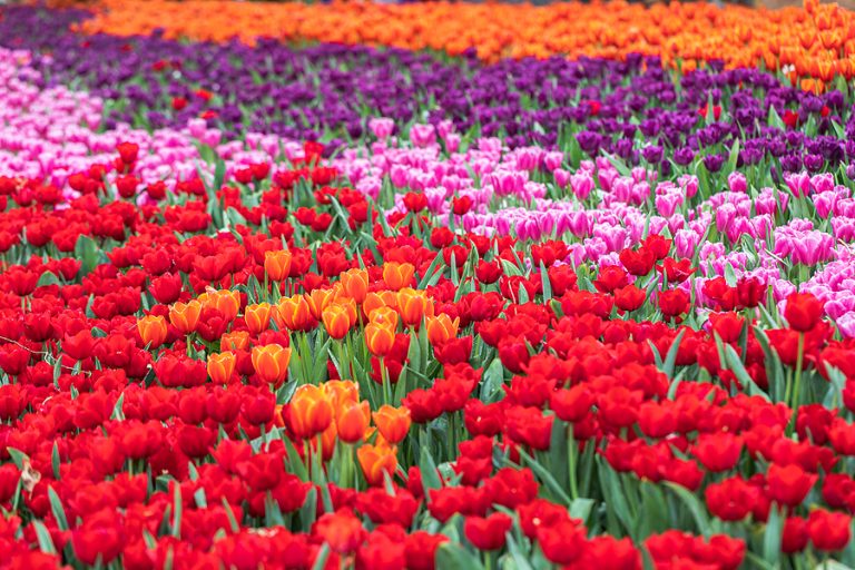 Newbies Guide to Albuquerque Fall Bulb Planting R & S Landscaping