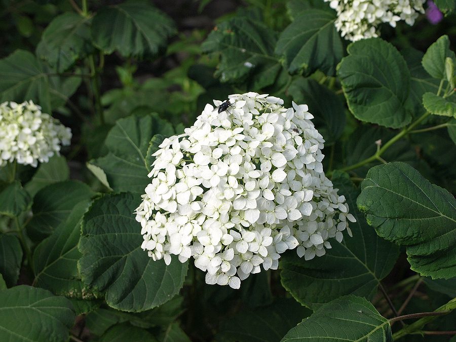 The Case for Planting Hydrangeas in All of Your Albuquerque Flower Gardens