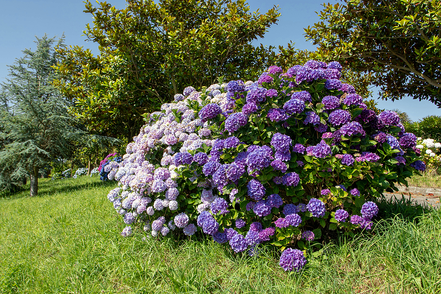 The Case for Planting Hydrangeas in All of Your Albuquerque Flower Gardens - Macrophylla — Bigleaf Hydrangeas