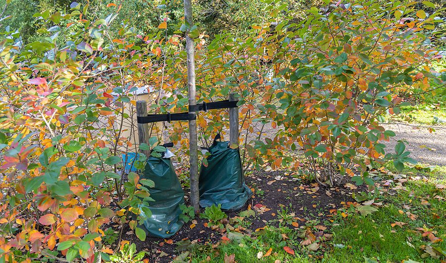 Tree Watering Bags - Are They the Answer to Your Tree's Need for Water
