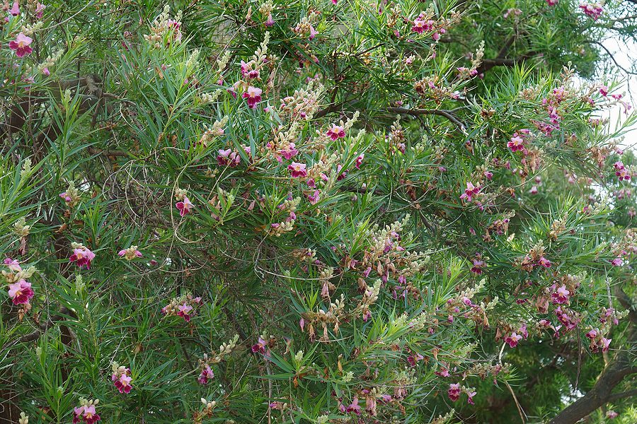 The Top Ten Trees to Landscape with for Low Water Use