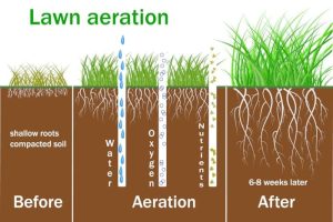Why Aerating Helps Lawns and When to Do Albuquerque Lawn Aeration