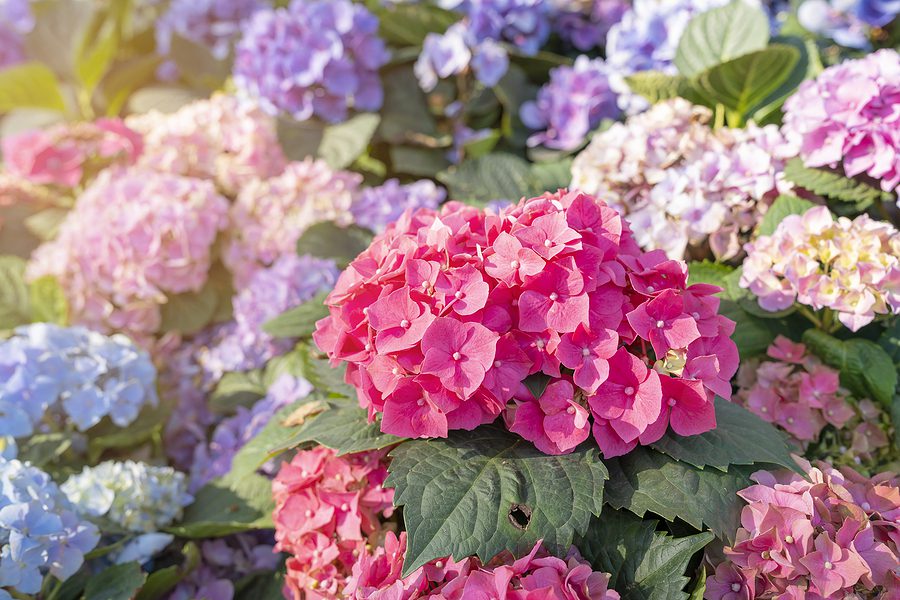 Make Your Albuquerque Landscaping Stunning with these Beautiful Flowering Shrubs