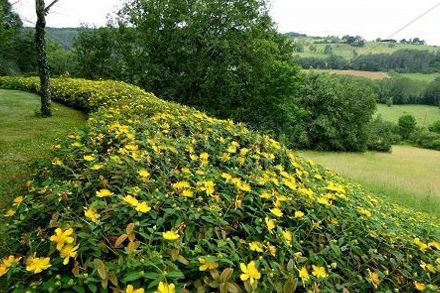 The Correct Method for Planting Shrubs