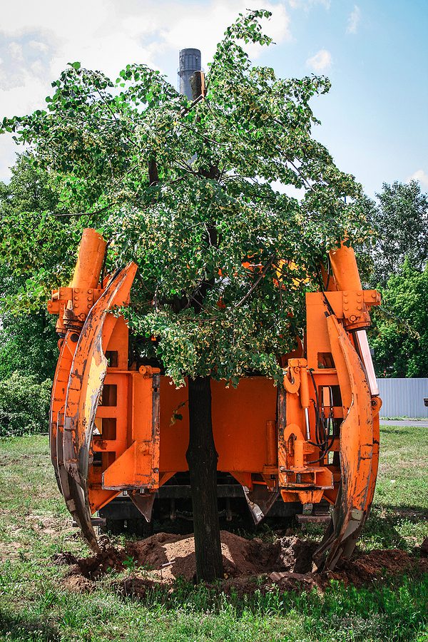 Top Factors Why It Makes Sense to Hire a Professional to Move Your Tree