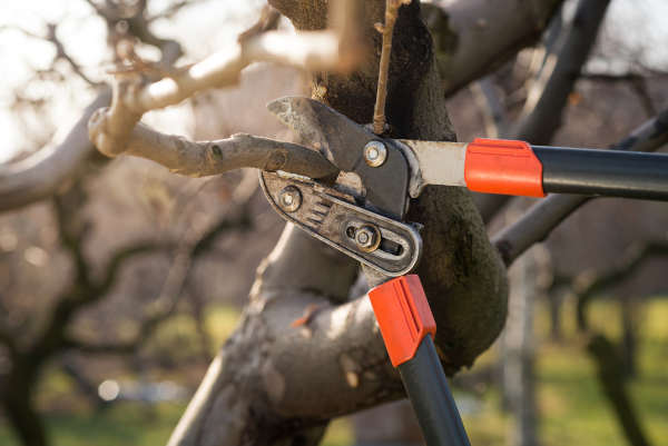 Top Factors Why Trees Need to Be Pruned